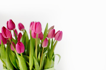 Fresh Pink tulips. A bouquet of spring flowers