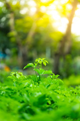 Obraz premium Closeup nature view of green leaf on blurred greenery background in garden