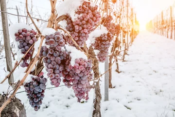 Keuken foto achterwand Ice wine. Wine red grapes for ice wine in winter condition and snow © karepa