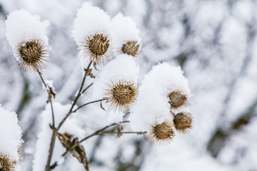 Frosty burdock grass in snowy forest, cold weather in sunny morning