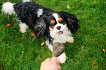 Good obedient god listen to his owner while playing with toy on summer walk. Dog training concept