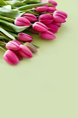 Fresh Pink tulips. Beautiful greeting card. Spring Holidays concept. Copyspace. Banner