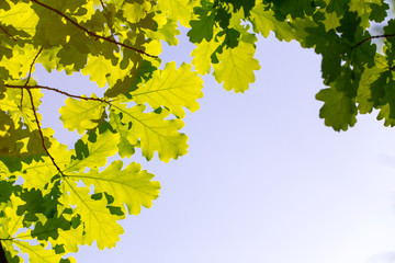 Oak leaves against the sky, illuminated by the sun. Spring and summer background. Background for social networks. Natural spring background.