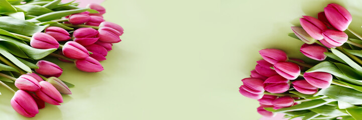 Fresh Pink tulips. Beautiful greeting card. Spring Holidays concept. Copyspace. Banner
