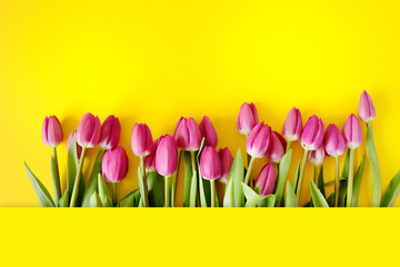 Fresh Pink tulips. Beautiful greeting card. Spring Holidays concept. Copyspace. Banner