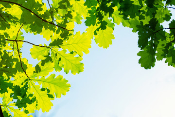 Oak leaves against the sky, illuminated by the sun. Spring and summer background. Background for social networks. Natural spring background.