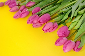 Fresh Pink tulips. Beautiful greeting card. Spring Holidays concept. Copyspace. Banner