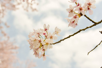 Obraz premium 自然 さくら