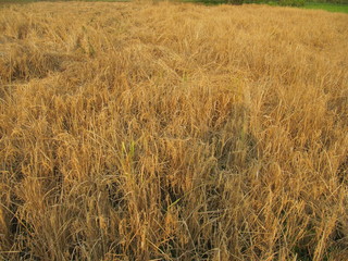 wheat farming winter