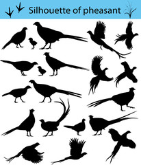 Collection of silhouettes of common pheasants