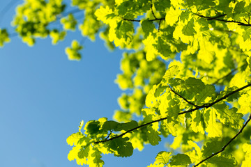 Fototapeta na wymiar Oak leaves against the sky, illuminated by the sun. Spring and summer background. Background for social networks. Natural spring background.