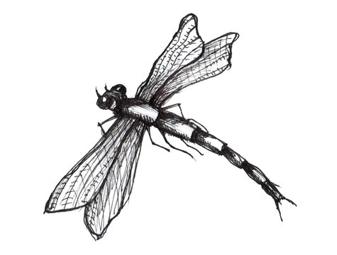 Black dragonfly on white background isolated. Dragonfly Graphic Realistic Line Ink Drawing. Hand-drawn  illustration.