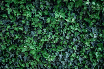 Fototapety  Texture details of natural green ivy leaves on wall. Fresh background for wedding album, spring greeting card and invitation, perfect for blog post, social networks and decor