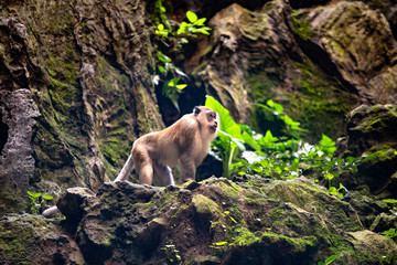 Long-tailed Macaques Batu Caves