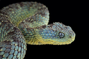 Bush viper (Atheris squamigera)