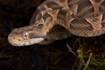 Chaco lancehead (Bothropoides diporus)