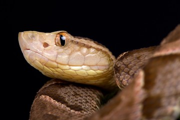 Fer-de-Lance (Bothrops asper)