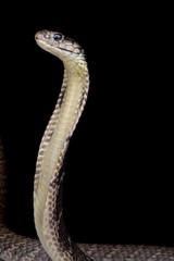 Philippine King cobra (Ophiophagus hannah)