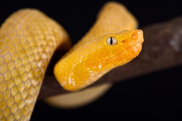 Lansberg's gold hognosed pitviper (Porthidium lansbergii rozei)
