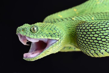 West African bush viper (Atheris chlorechis) biting