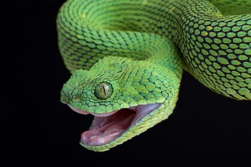 West African bush viper (Atheris chlorechis) attacking