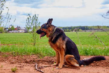 Dog German Shepherd in a green field in a summer
