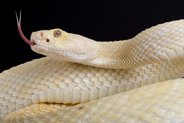 Western diamondback rattlesnake (Crotalus atrox) albino
