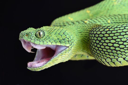 West African Bush Vipers (Atheris chlorechis) For Sale