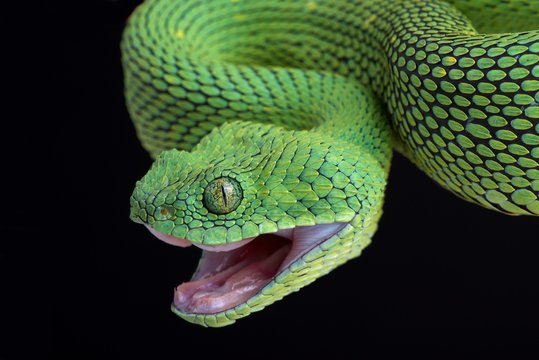 West African bush viper (Atheris chlorechis) attacking