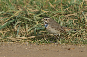 A stunning rare male Bluethroat (Luscinia svecica) searching in the grass for food.	