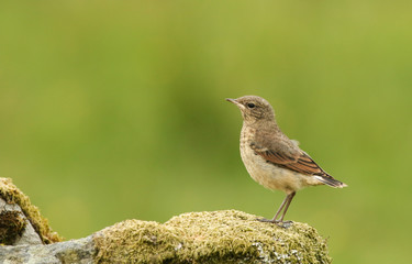 A cute baby Wheatear (Oenanthe oenanthe) perched on a mossy rock.