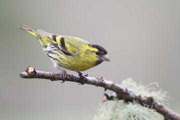  A stunning male Siskin (Carduelis spinus) perched on a branch .