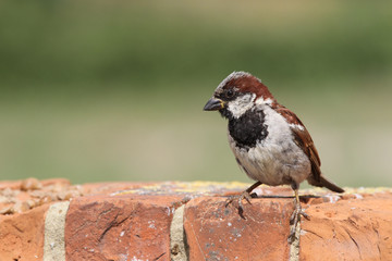 A male House Sparrow (Passer domesticus) perched on a brick wall.