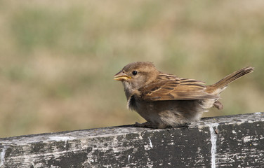 A cute baby House Sparrow (Passer domesticus) perched on a wooden fence.