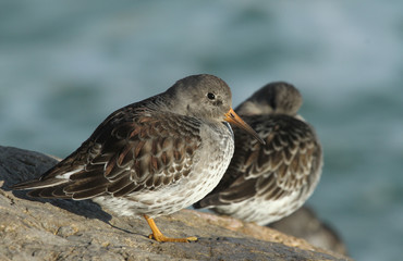 Stunning Purple Sandpiper (Calidris maritima) resting on a rock on the shoreline at high tide. A winter visiting bird to the U.K.