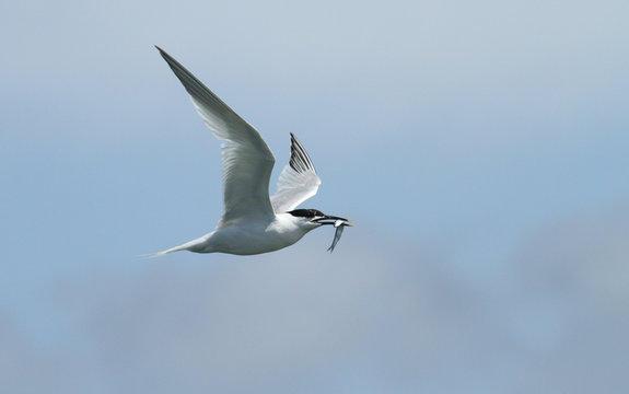 A Sandwich Tern (Sterna sandvicensis) flying with a fish in its beak. 