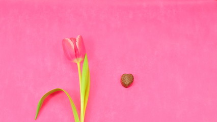 Pink tulip and chocolate for Valentine's Day