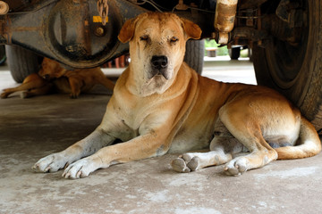 Two brown male dogs lie down and love to sleep under a car. They feel safer and comfortable to stay...