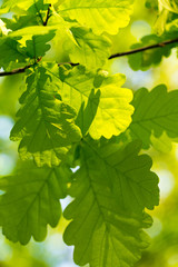 Oak leaves against the sky, illuminated by the sun. Spring and summer background. Background for social networks. Natural spring background.