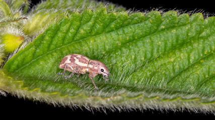 White-fringed Weevils (Genus Naupactus)