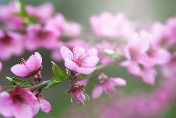 Blossoming cherry tree.
