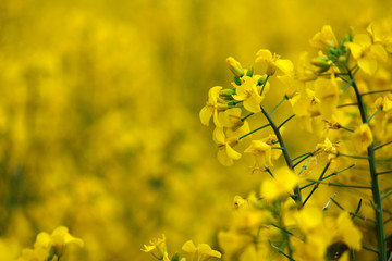 Rape flowers full of yellow fields