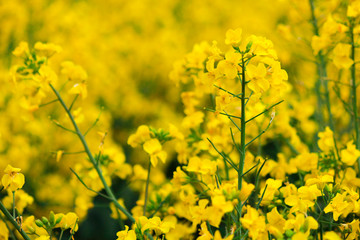 Rape flowers full of yellow fields