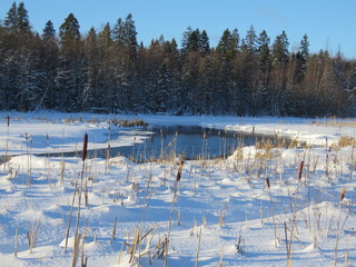 зима, снег, деревья, лес, солнечный день, река, камыши