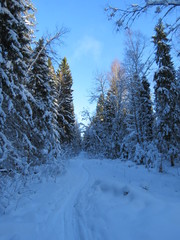 зима, снег, деревья, лес, солнечный день