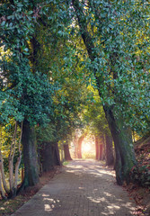 Green alley with trees