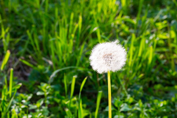 White dandelion on a background of green grass. Spring and summer background. Element of design.