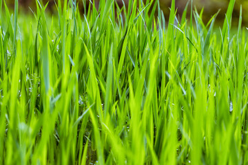 Green grass, texture. Spring and summer background. Element of design. Natural spring background.