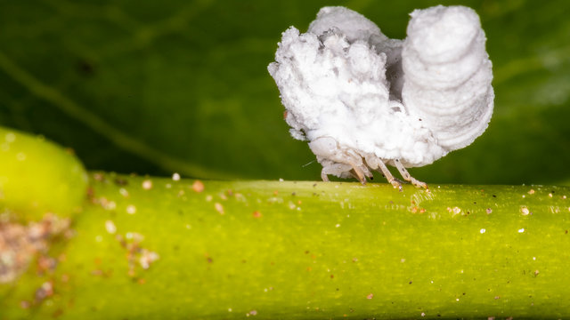 Flatid Planthoppers (Family Flatidae)