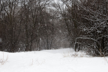 Snowy russian winter forest, snow trees 